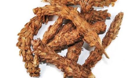 护肝 “圣药” 夏枯草