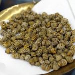 名贵中药名贵花──铁皮石斛花