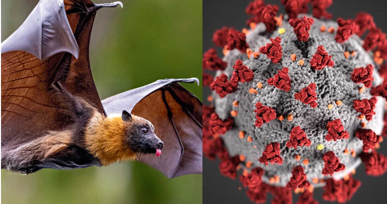 尼帕病毒──隐形杀手