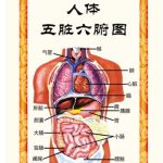 心者，五脏六腑之大主也