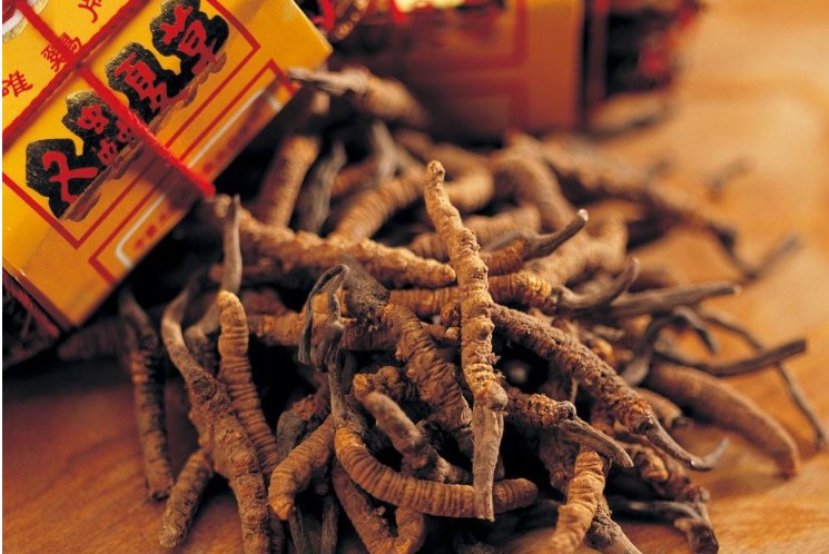 虫草非神药    性价比不高
